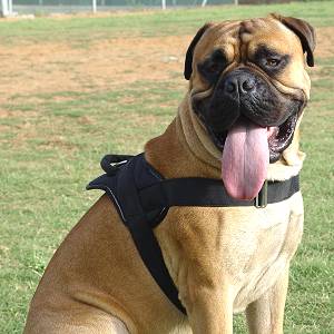 Bestseller Allwetter-Hundegeschirr aus Nylon für Bullmastiff